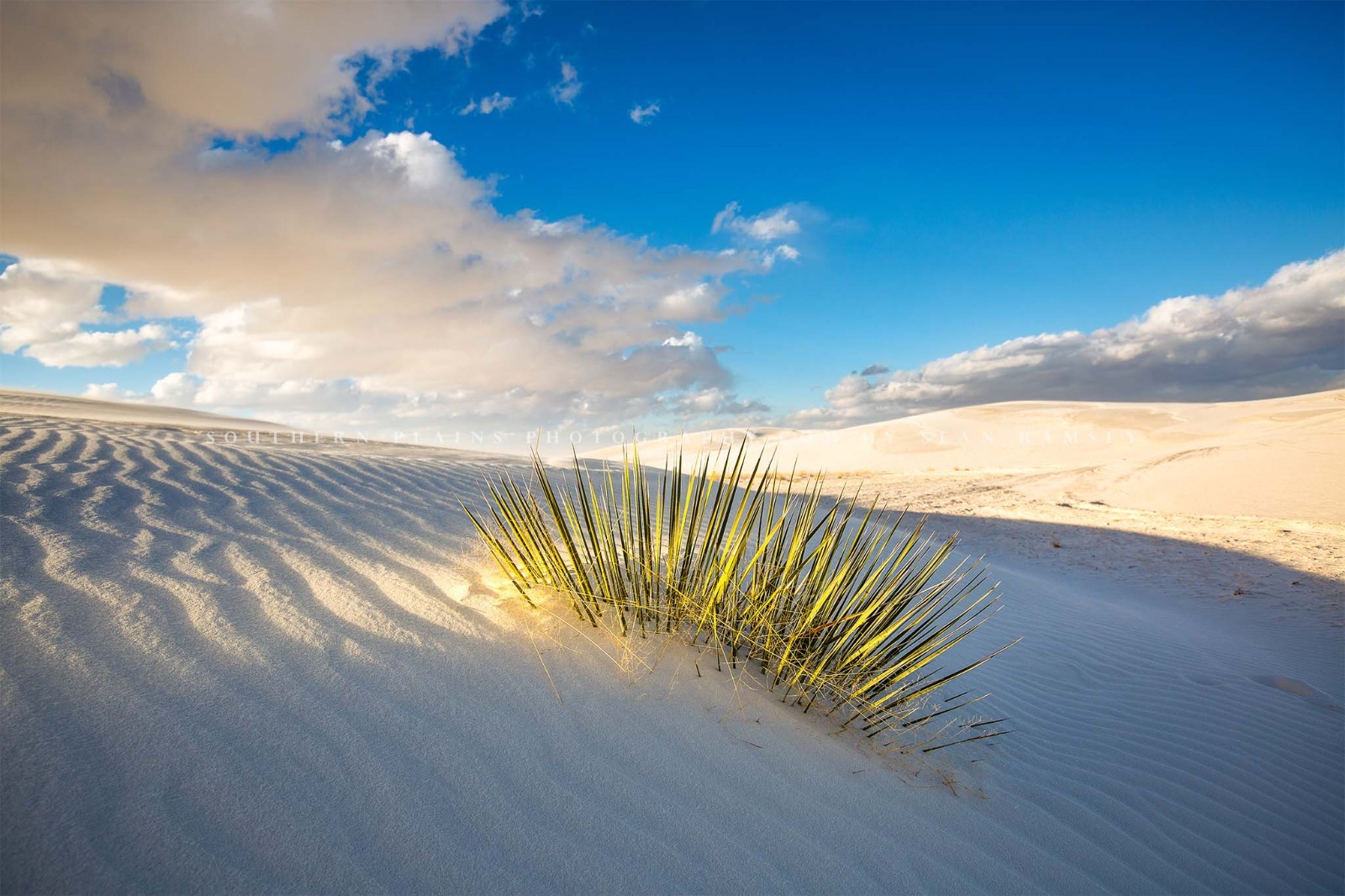 Desert Photography Print: White Sands National Park New Mexico Yucca Plant Photo