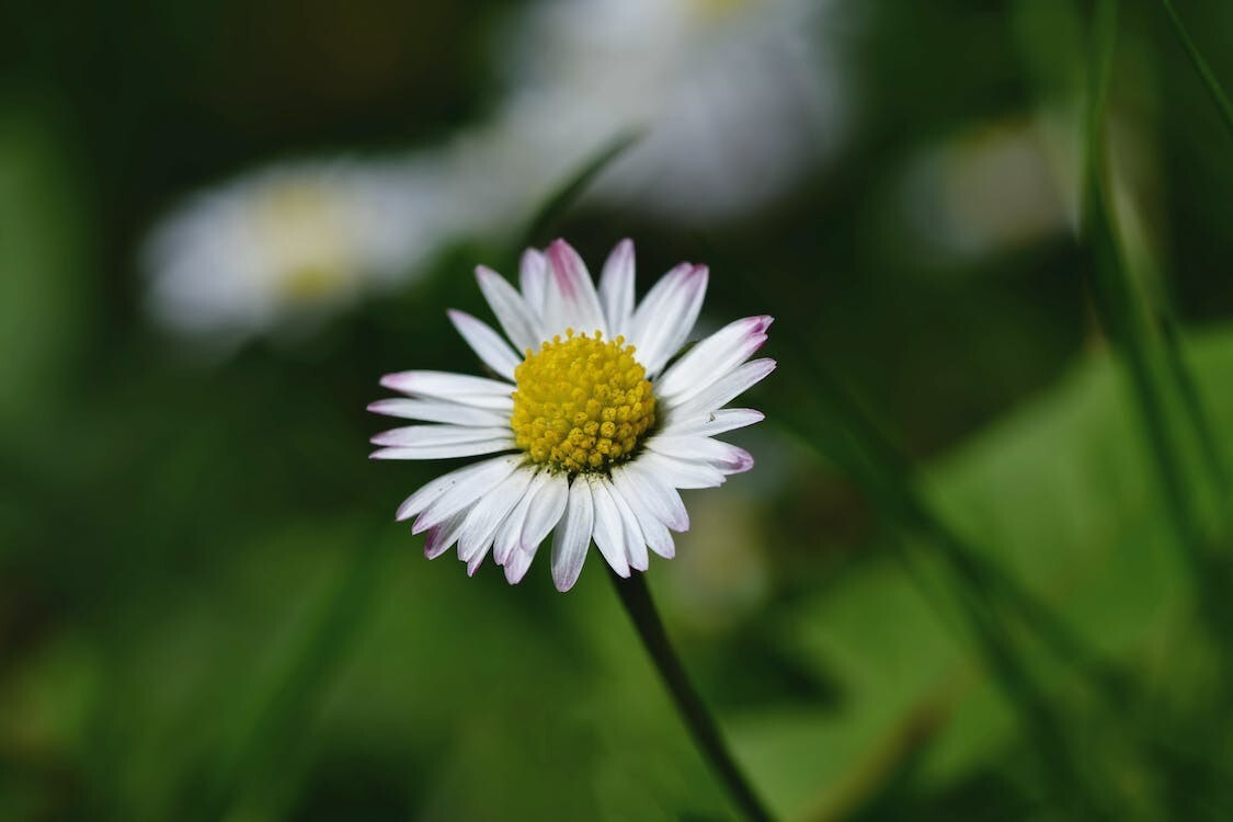 Digital Image Picture Photo Pic Wallpaper White Daisy Flower Picture