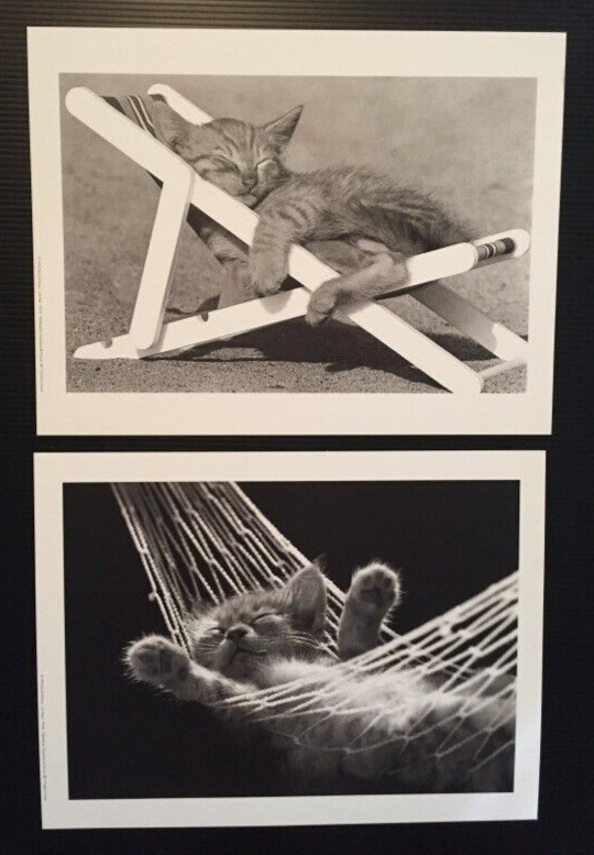 DAVID MCENERY CAT NAP 1992 BLACK & WHITE PHOTOGRAPHS OF CATS SLEEPING 12″W X 9″H