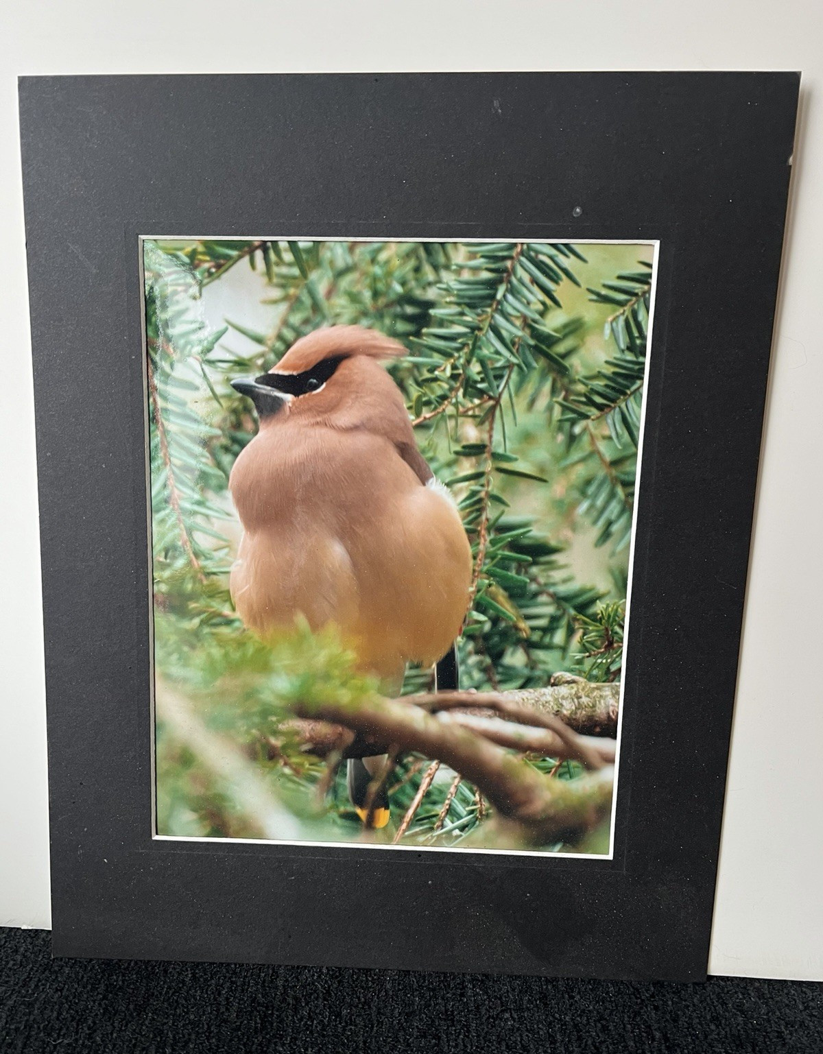Birds Wildlife Photography Color Photograph Portrait Orientation, Matted