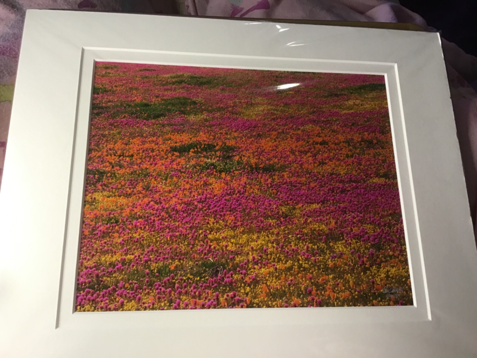 Ron Mellott matted photography California poppies Owl’s Clover Antelope Valley