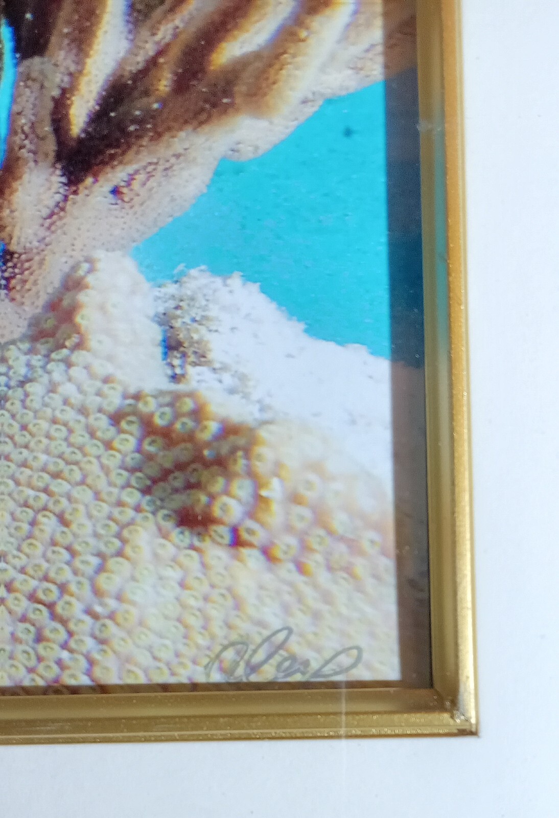 Underwater Jewels By Alex Taylor 8×10 Framed Archival Paper & Ink Digital Photo