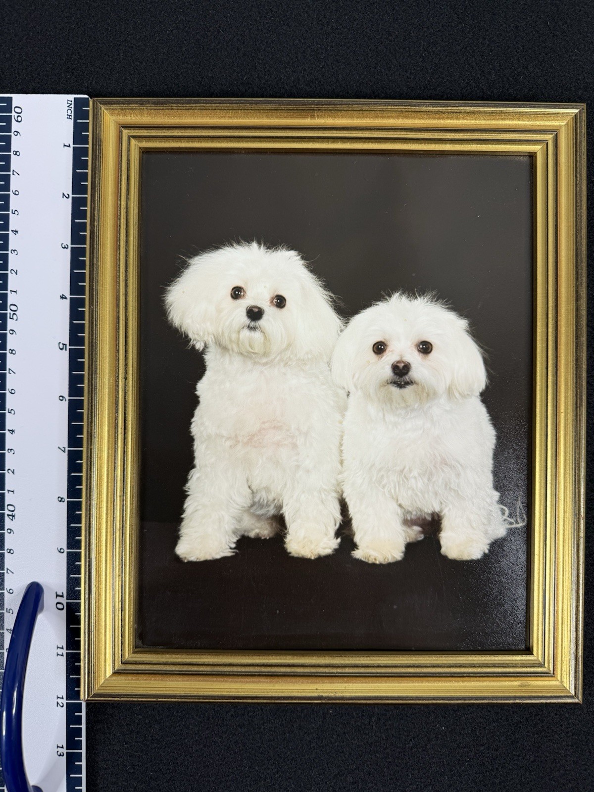Vtg Original Framed Portrait White Maltese Dogs Gold Color Wood Ready To Hang
