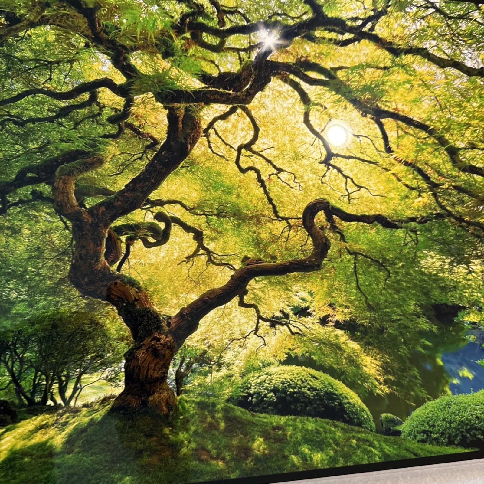 Peter Lik Small Tree Photo Print 24×16 Signed Unframed
