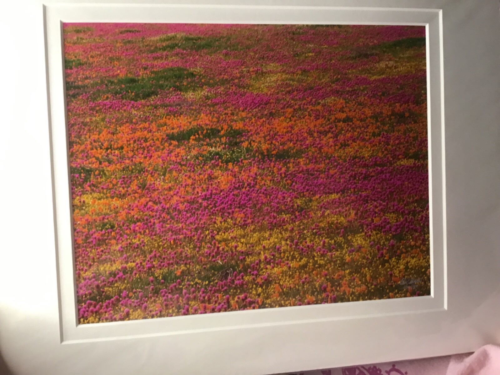 Ron Mellott matted photography California poppies Owl’s Clover Antelope Valley