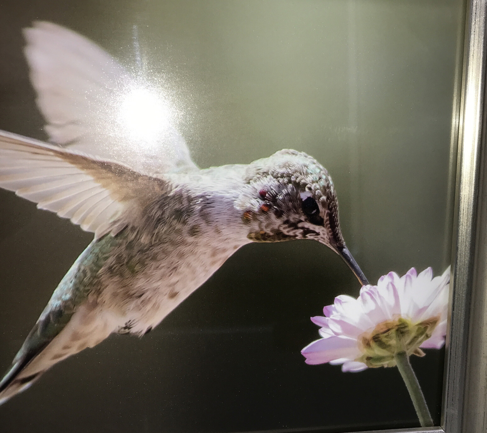 Hummingbird Framed Photograph Flight Feeding Flower, Silver Gold Frame 12×10