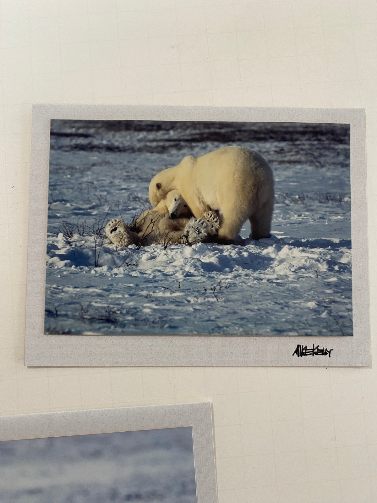 Mike Kelly Photographs / Polar Bears in Snow Signed / Cards 3.5″ x 5″