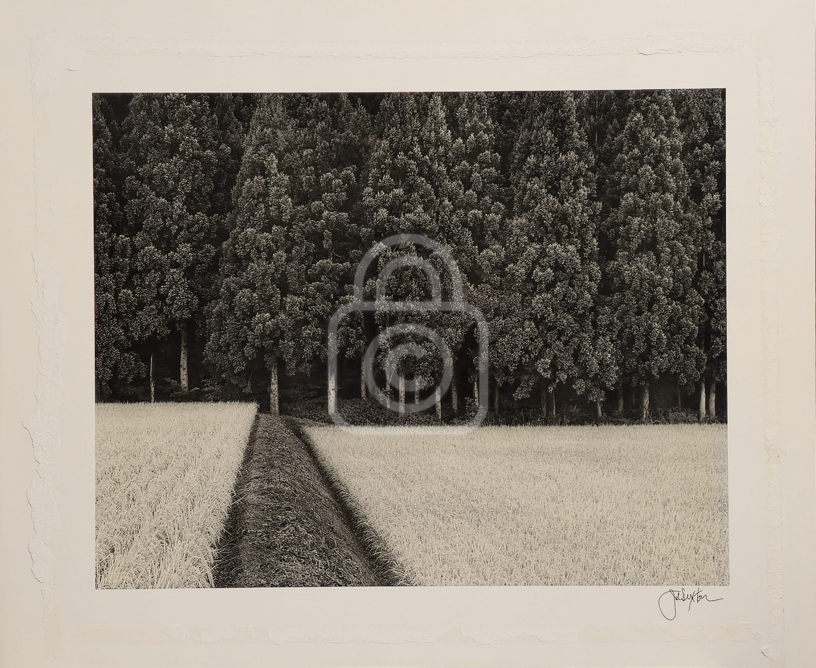 1990’s John Sexton Signed Photograph. Rice Field & Pine Forest. Tohoku, Japan