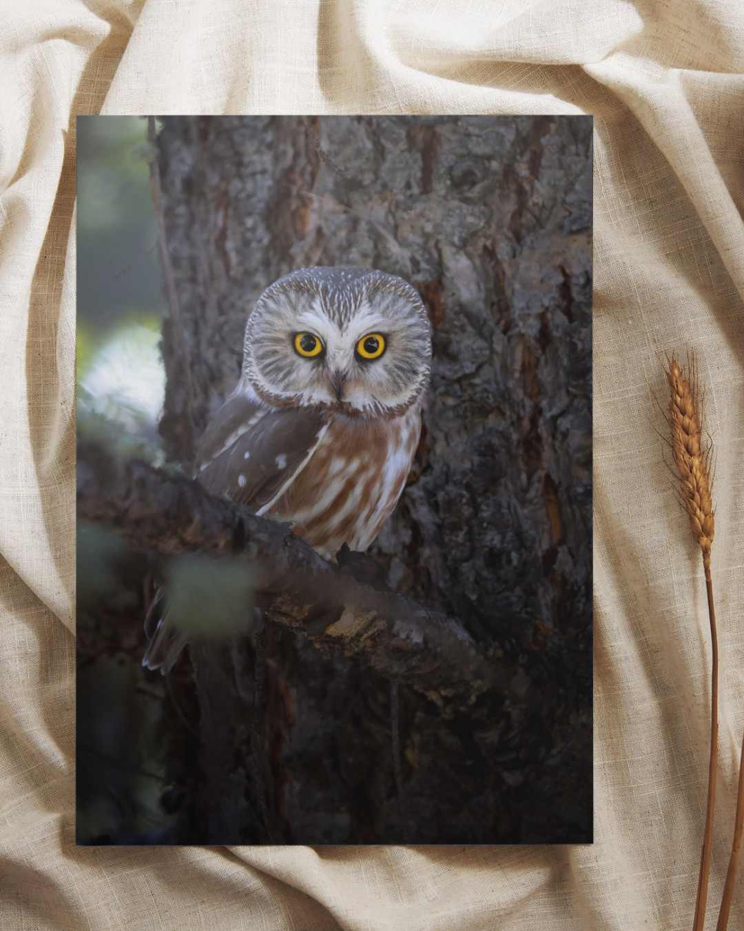 Northern Saw Whet Owl Fine Art Wildlife Photography Print