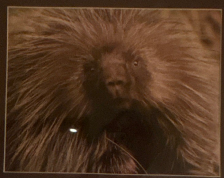 Framed Wildlife Porcupine Color Photograph Landscape Animal Head Art