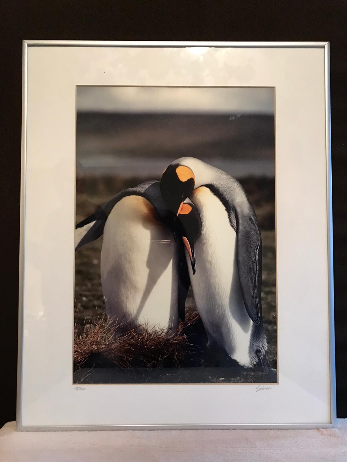 Nature Photo of Two Penguins Signed by Simon Print No. 15 of 300 16” x 20”