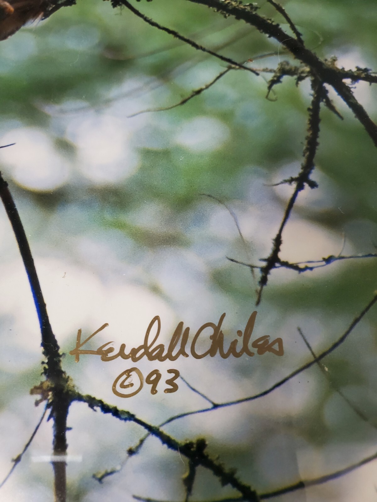 Vintage Kendall Chiles Signed Wildlife Photograph Owl Matted Unframed Tennessee