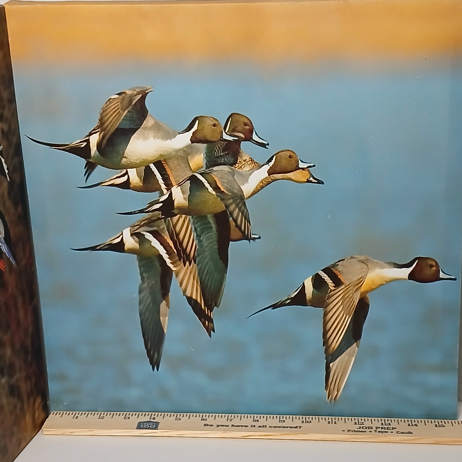 Set of 2 Duck Wildlife Photograph Canvas Print Color Landscape