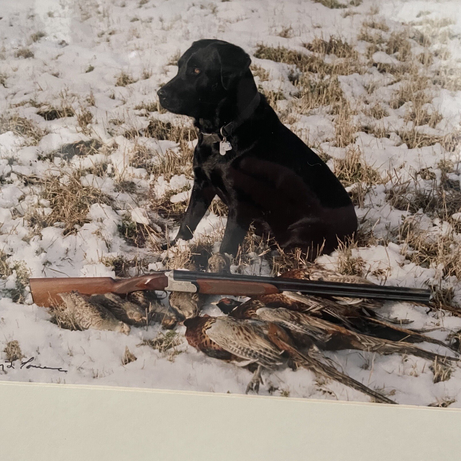 Gerry Lamarre Wildlife Photographer Print Black Lab Hunting Rifle Pheasant Snow