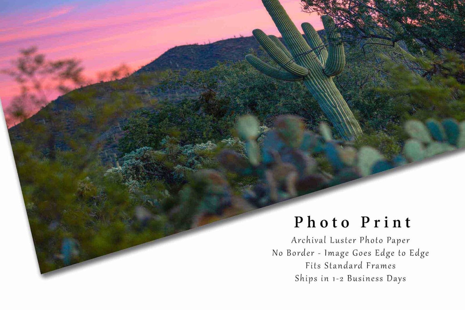 Saguaro Cactus Sunset Arizona Sonoran Desert Southwest Photography Print
