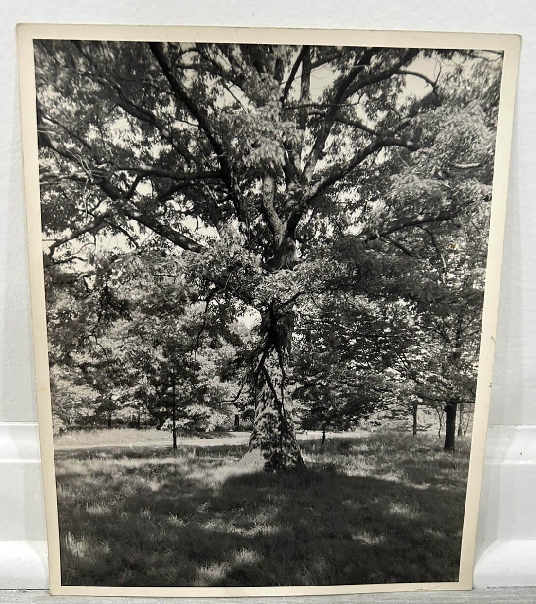 Arthur Gray Standard Oil Photographer Cleveland Ohio Americana Tree In Woods!!!
