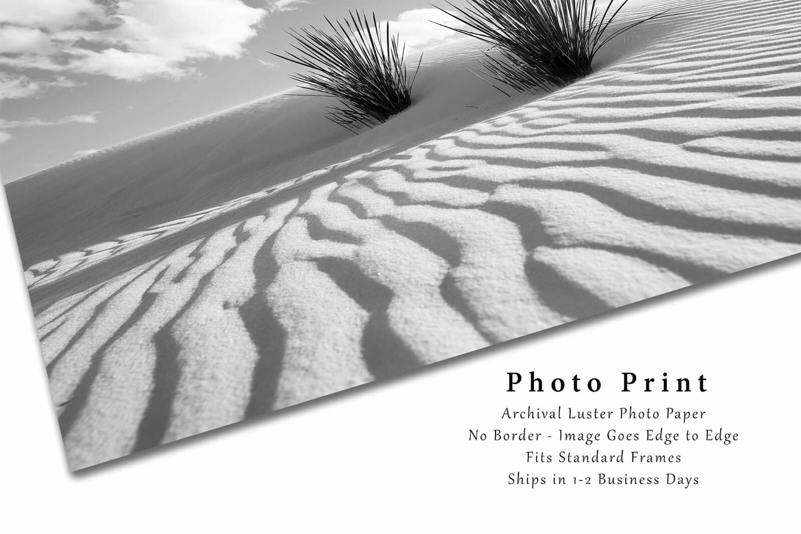 White Sands Photography Print: New Mexico Black & White Yucca Plant Desert Photo