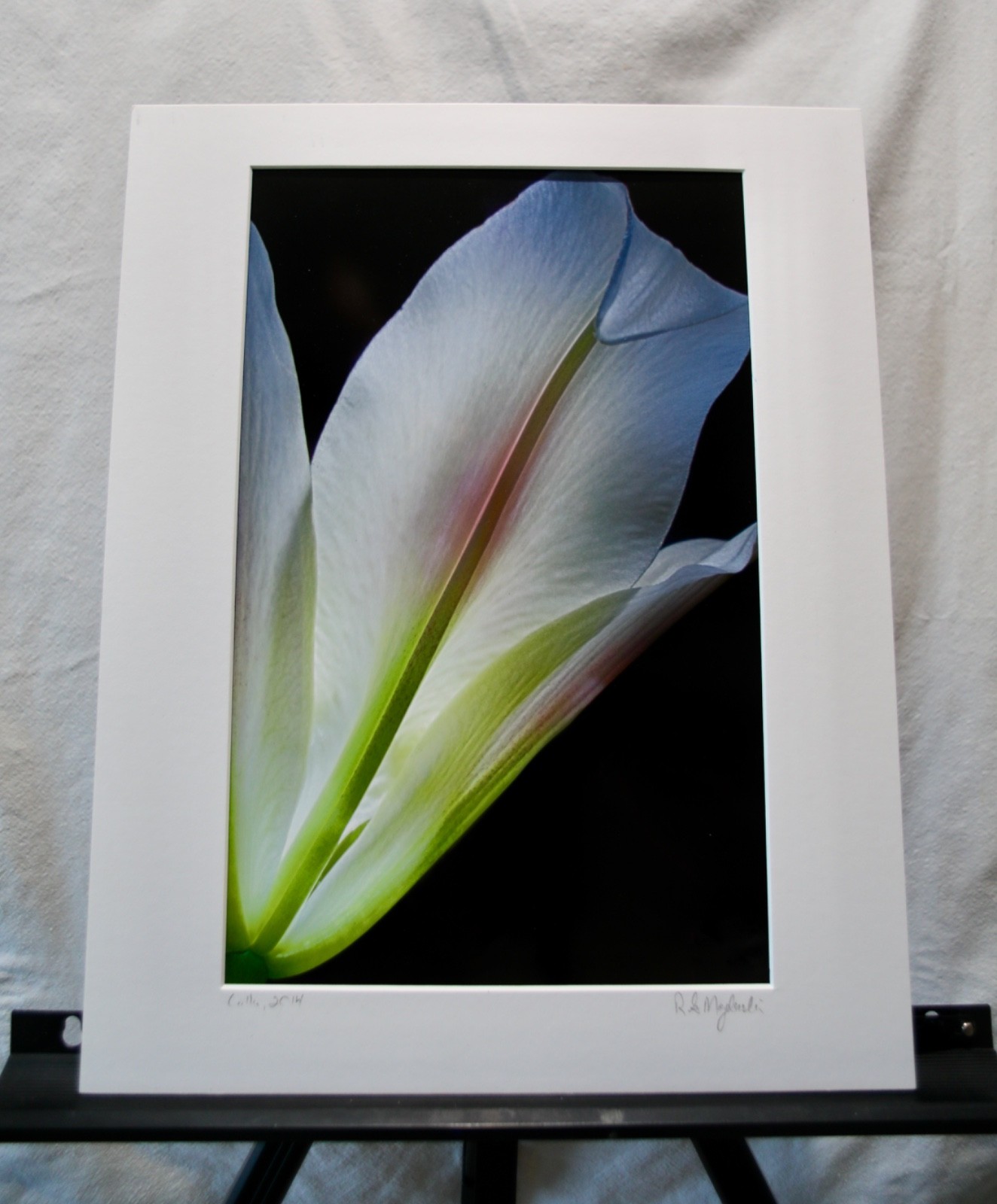 Original Photography Art Print “Calla”