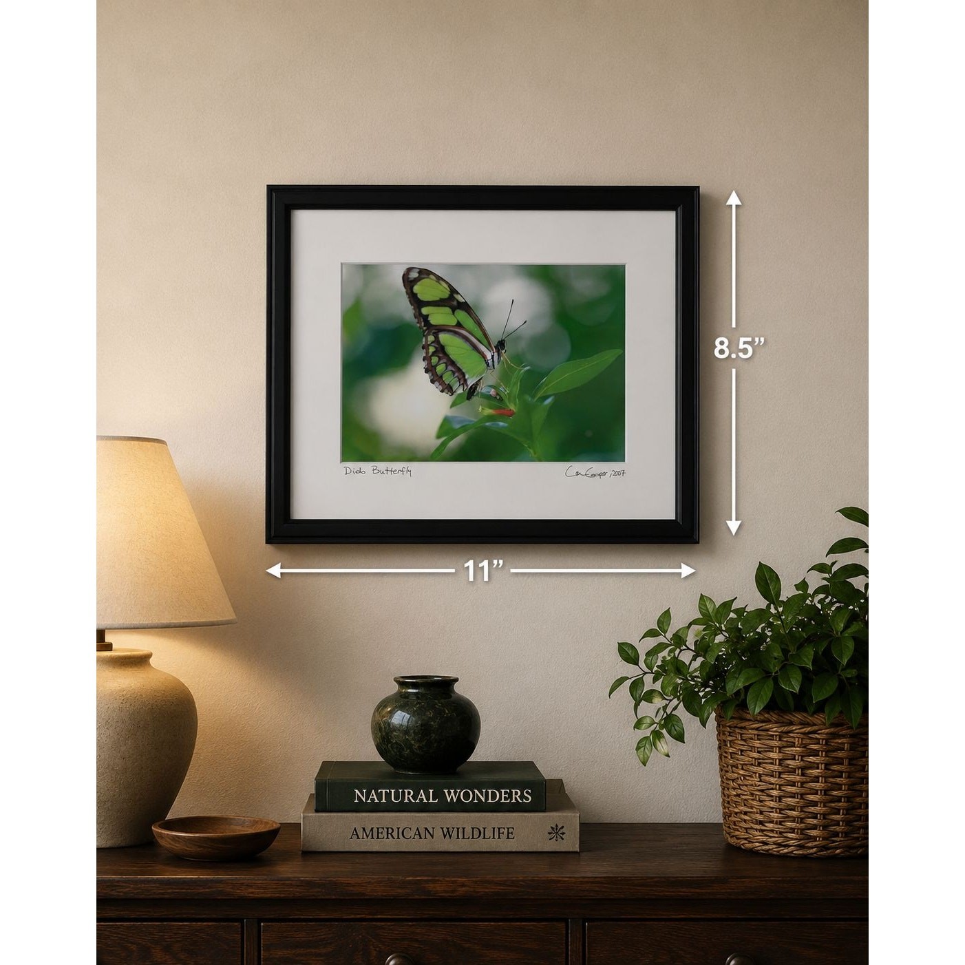 Signed Lance Cooper Dido Butterfly Framed Photo Print 2007 Nature Photography