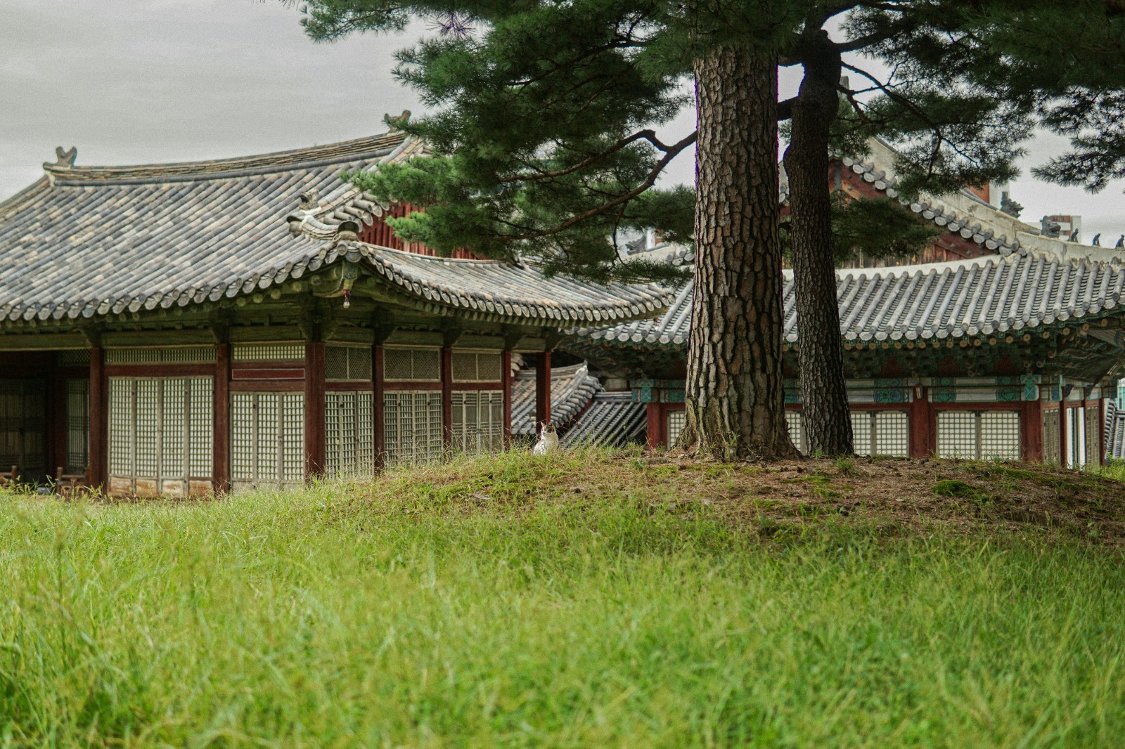 1$ Digital Image Wallpaper – Korea Cats Series: Royal Palace Guardian Feline