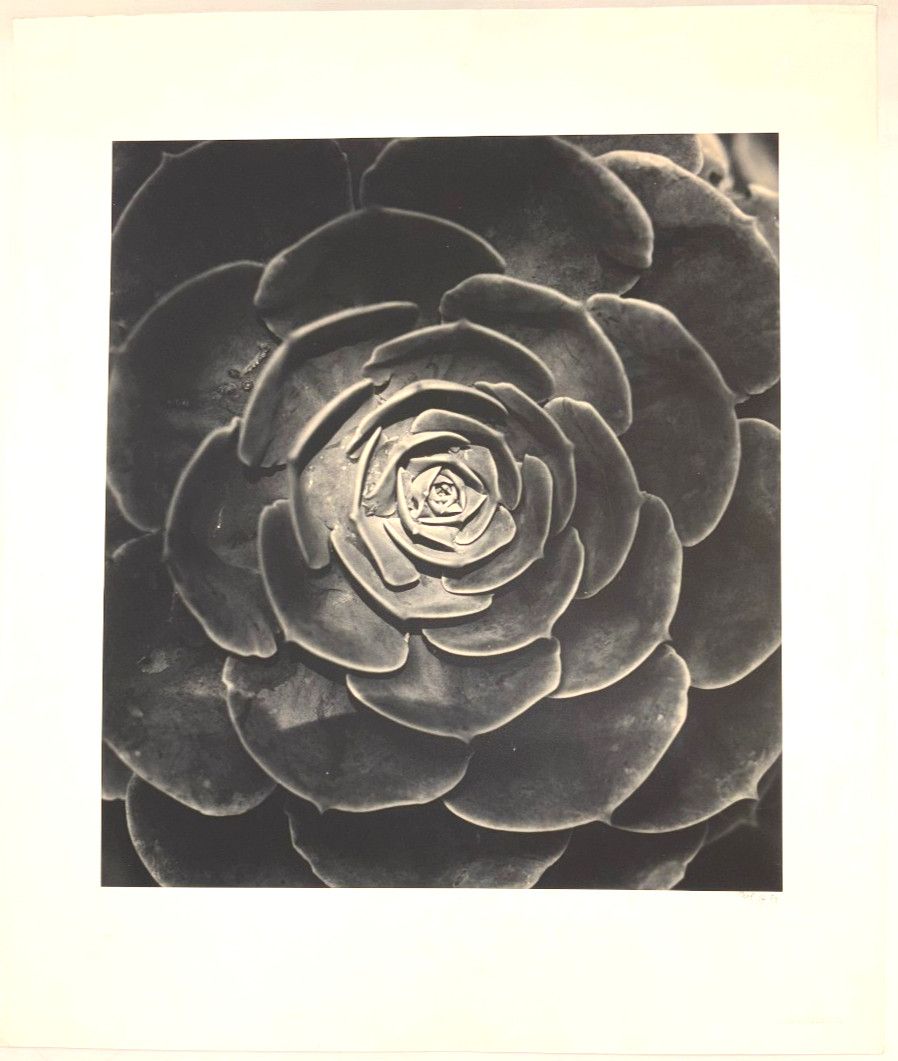 Large Close-Up 24″ x 20″ B & W Photograph of a Rose -1994-Mark Bugzester