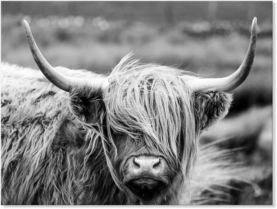 Highland Cow Photography Wildlife Portrait Picture Black and White Closeup An…