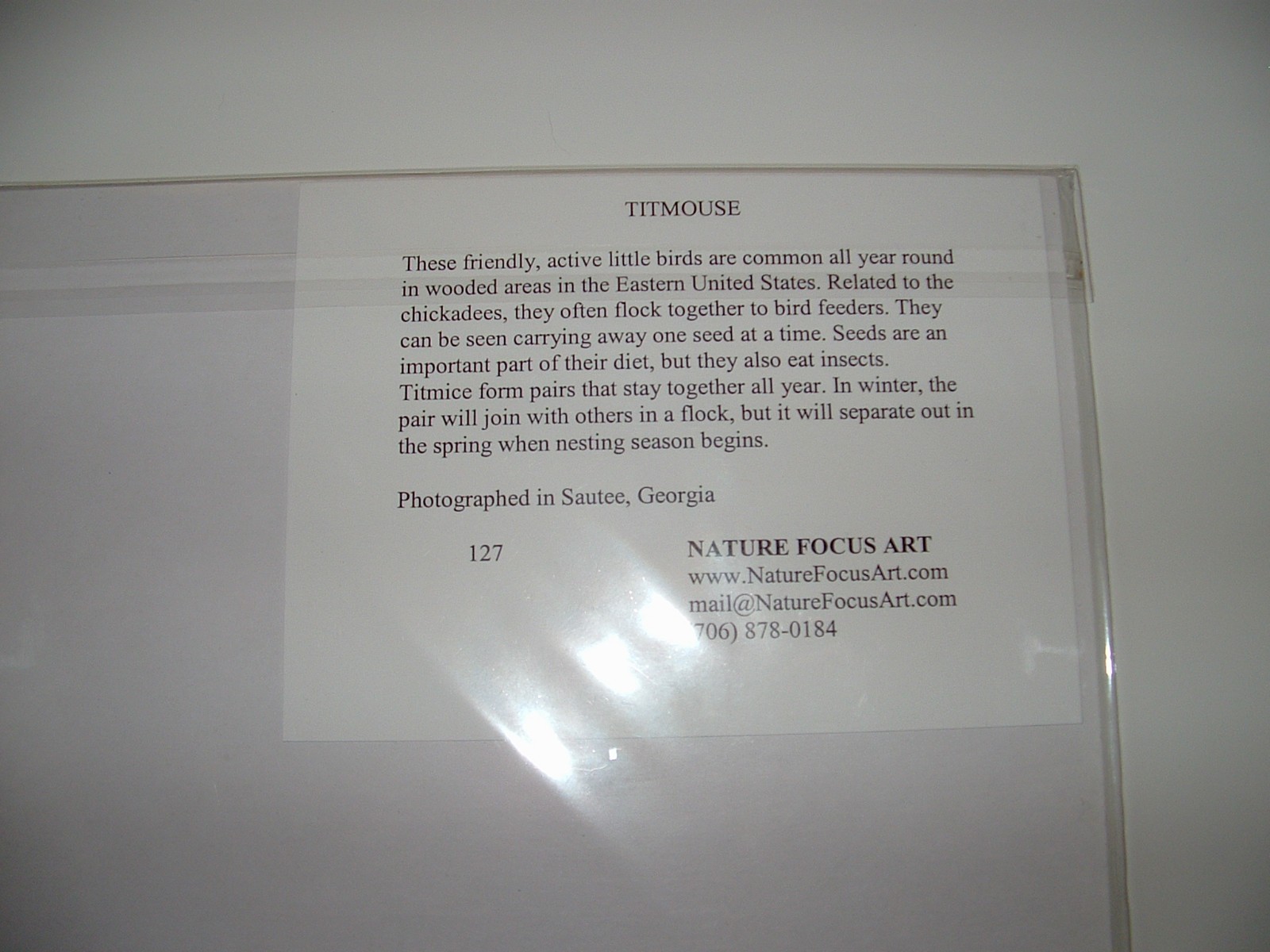 Titmouse Bird Matted Photo, 8″x10″, Nature Focus Art, pre-owned (Unopened)