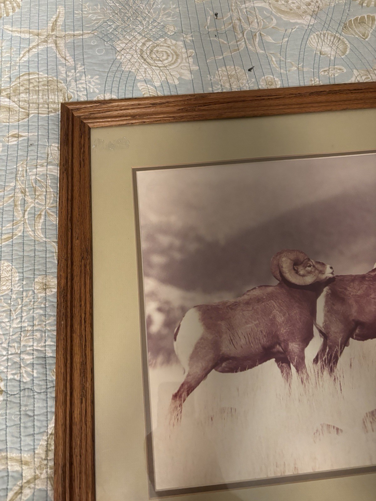 Bighorn Trio By William Ervin Natural Imagery