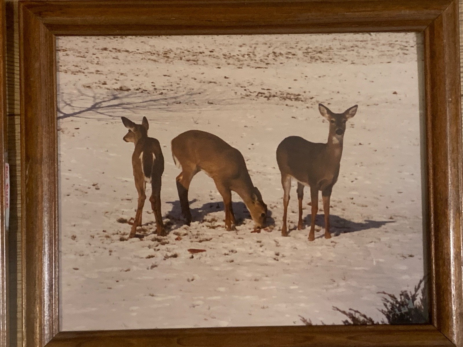 Framed Whitetail Buck Wildlife Photographs Pair 11×9.5 Lodge Art