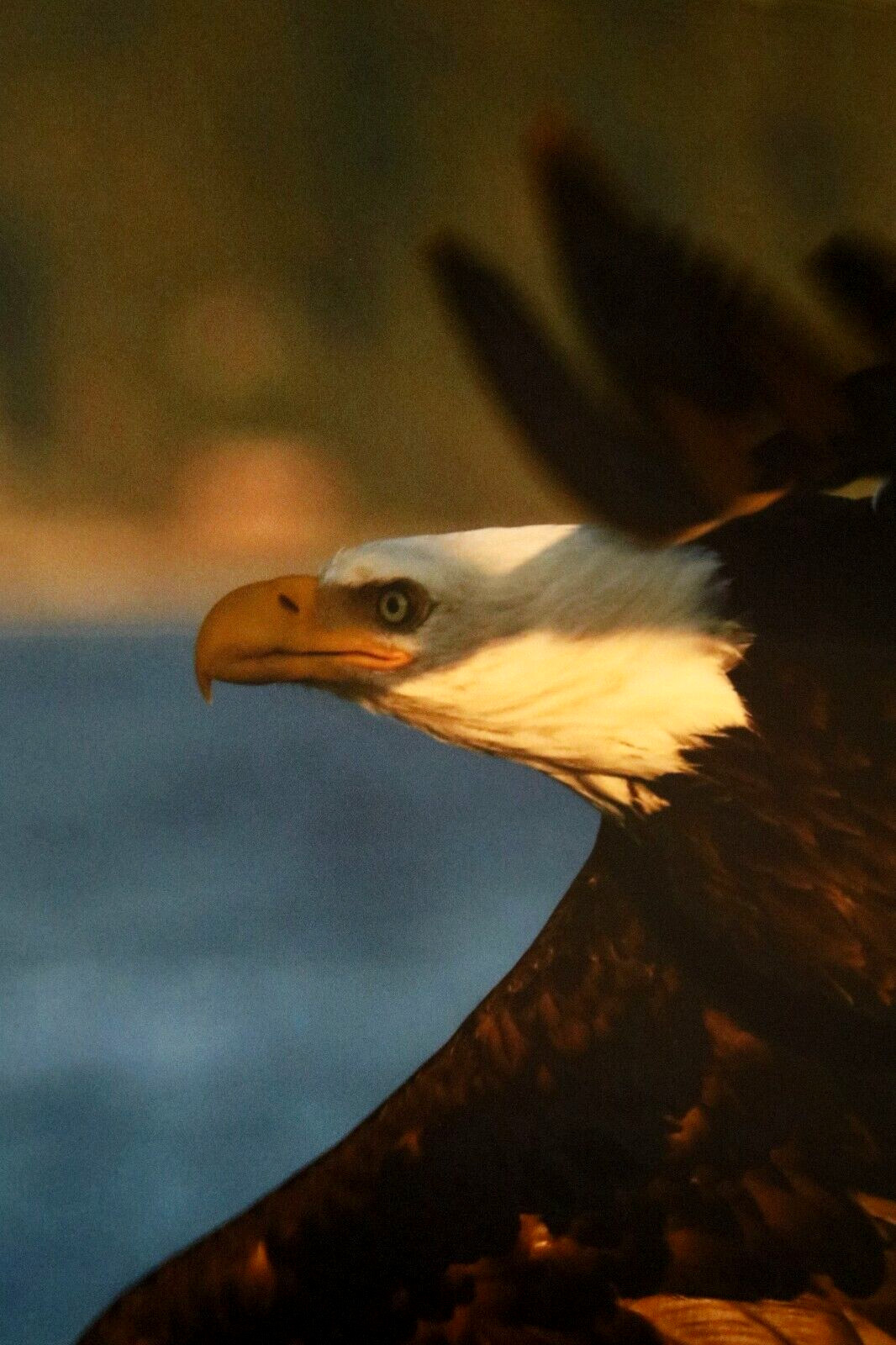 Bald Eagle ” Rise Higher” 16″ x 20″ Mounted Color Wildlife Photo by Kim Barry