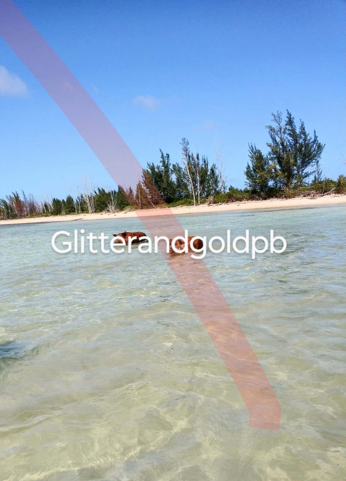 Digital Image Picture Photo Swimming With The Pigs Bahamas
