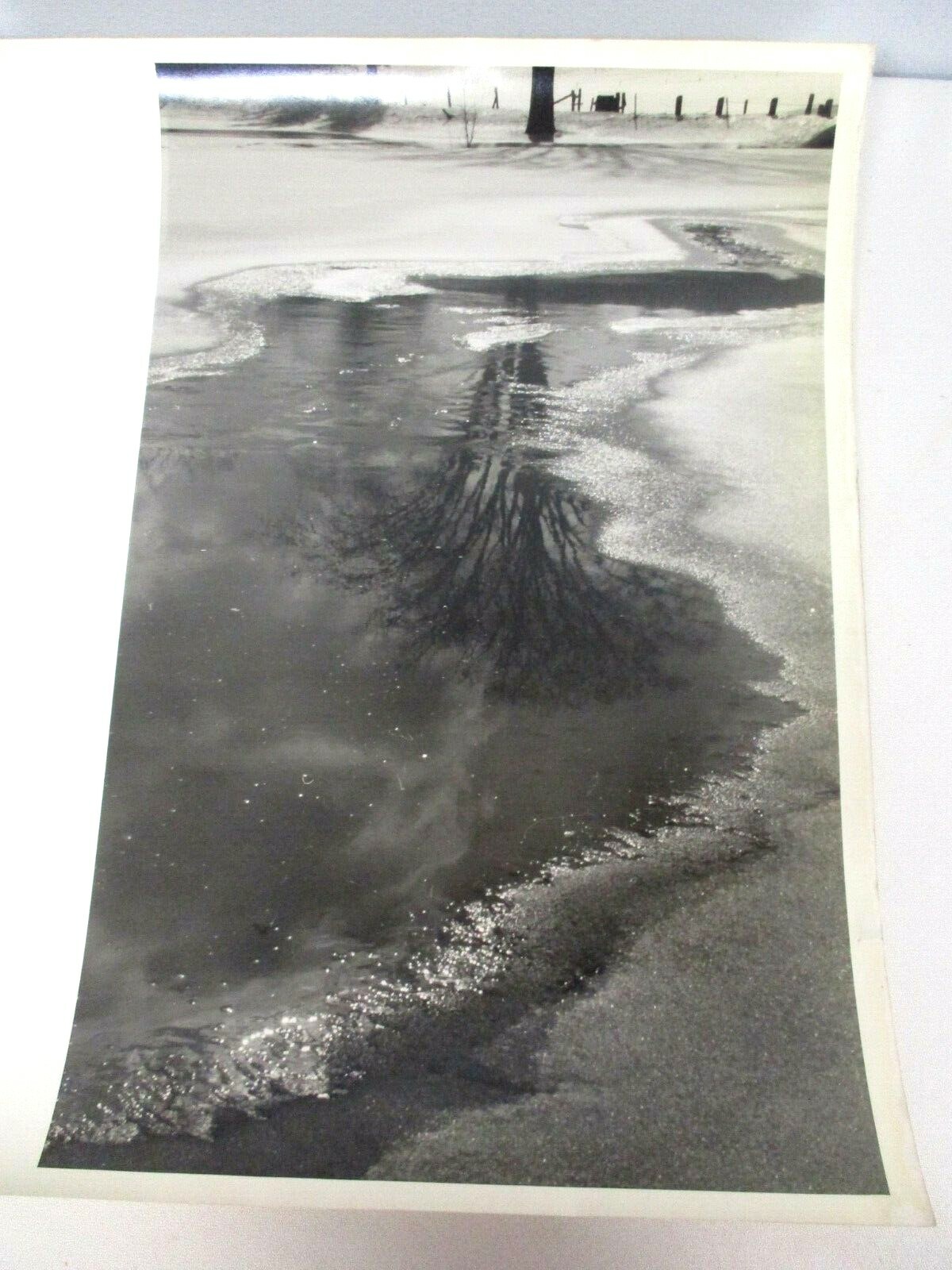 L. WHITNEY STANDISH PHOTOGRAPH REFLECTION OF TREE ON ICY LAKE ~ ORIGINAL