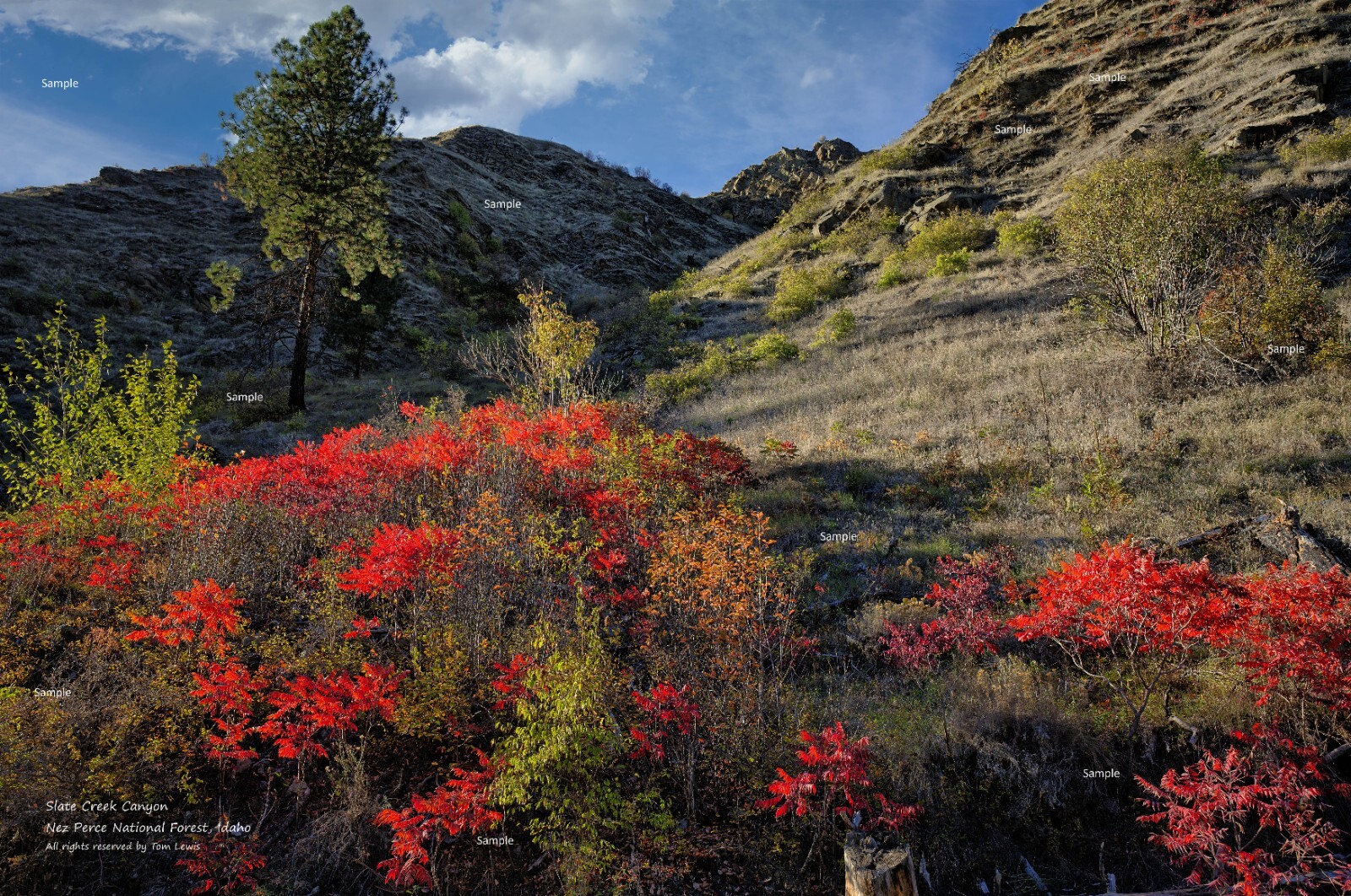 Fall Color in Slate Creek Canyon Idaho Landscape Poster Photo Print SL02