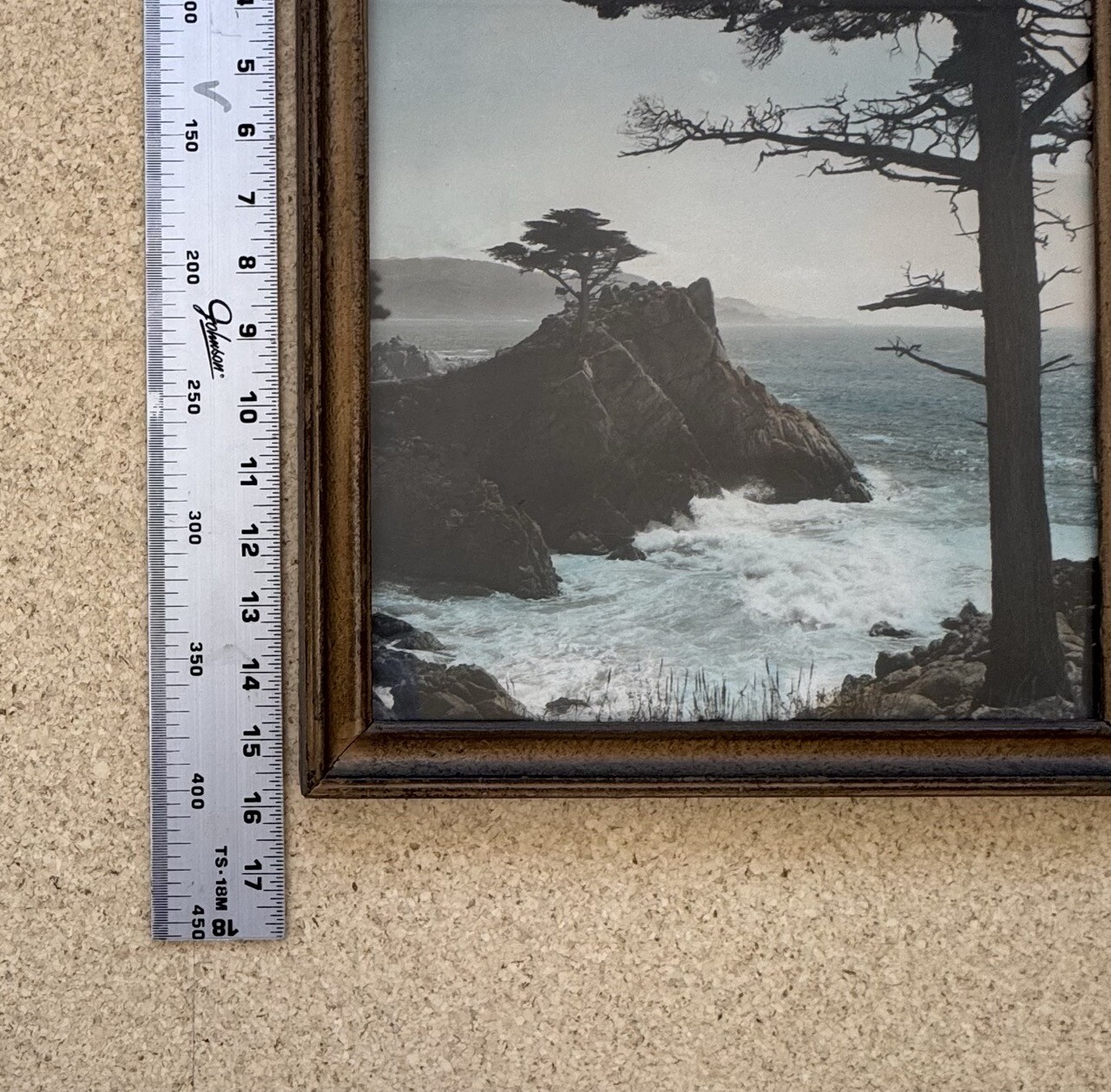 Lg Vtg Hand Tinted Oil Colored Photo Coastal Cypress Trees 12.75”x15.75” VG