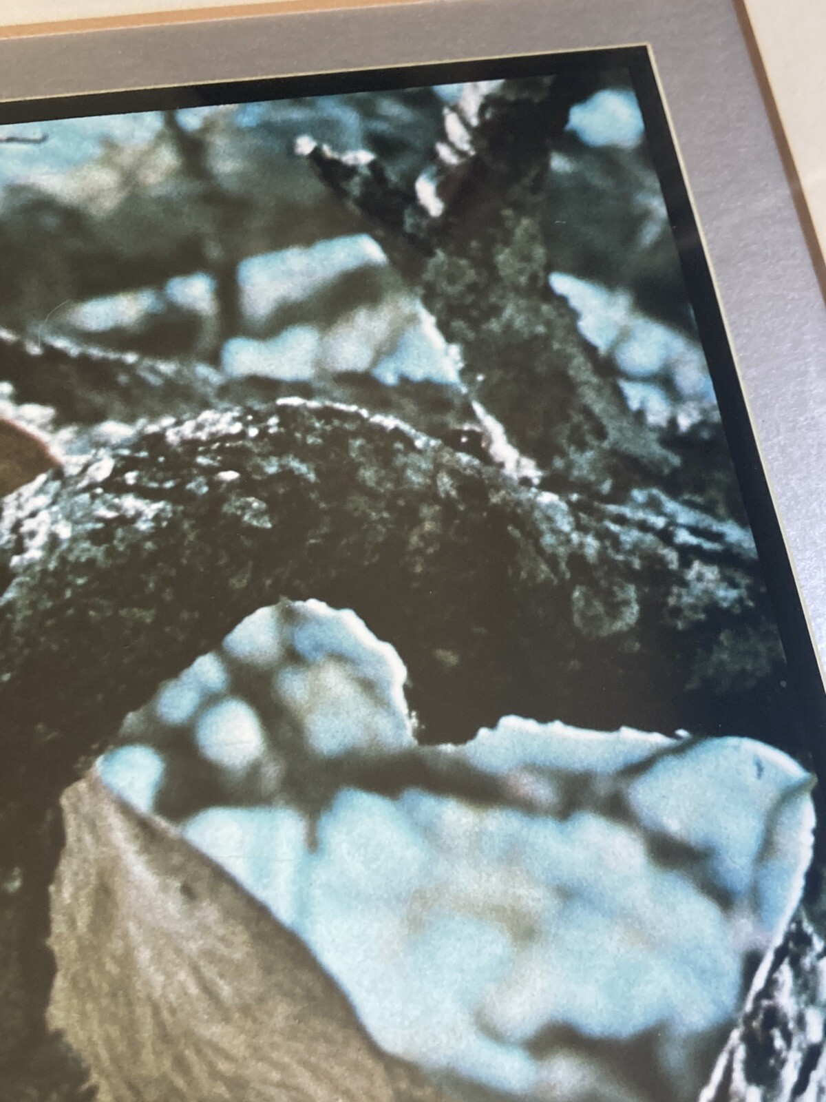 RARE Photographer Signed Limited Edition Photograph Print 1974 Lazy Lioness EUC!
