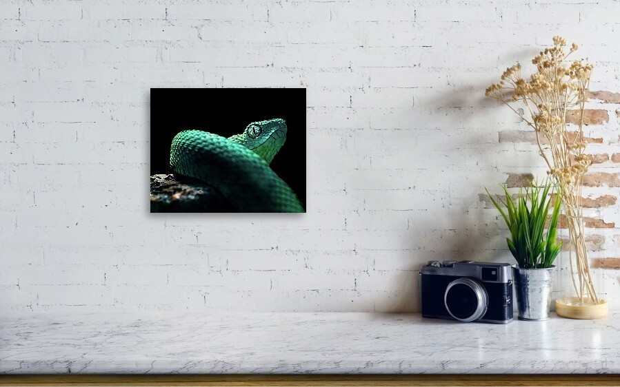 West African Bush Viper Reptile Macro Photography Snake Art Print