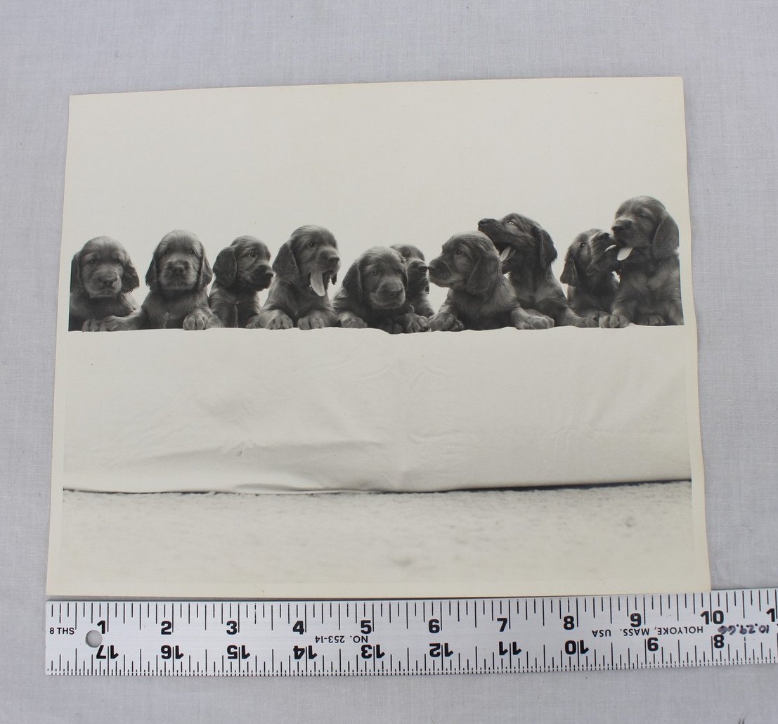 Vintage Puppies Black and White Photograph 8×10 Dog Litter Cute Wall Art Decor