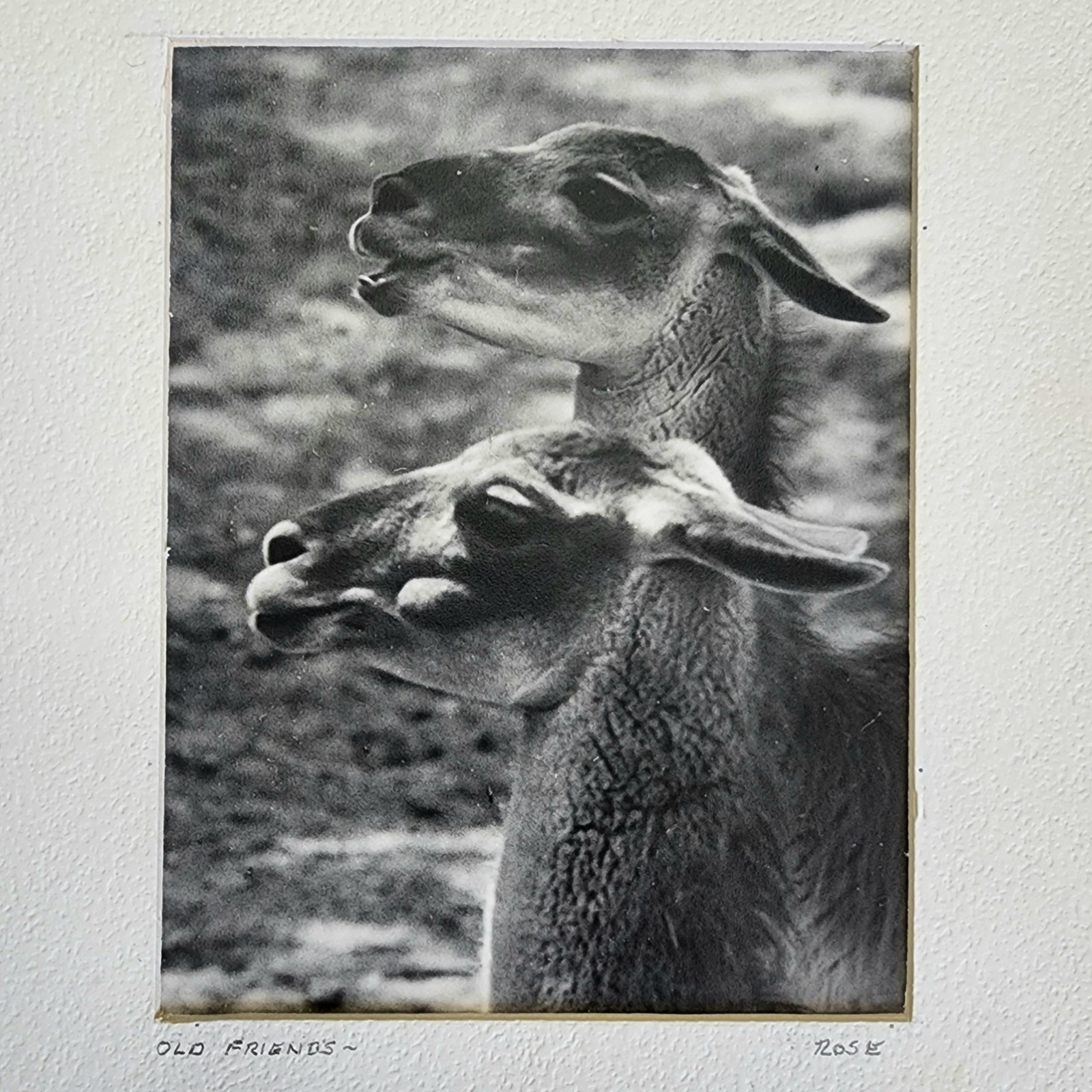 Art Photograph Two Llamas “Old Friends” Signed Rose Arizona Wildlife Photography