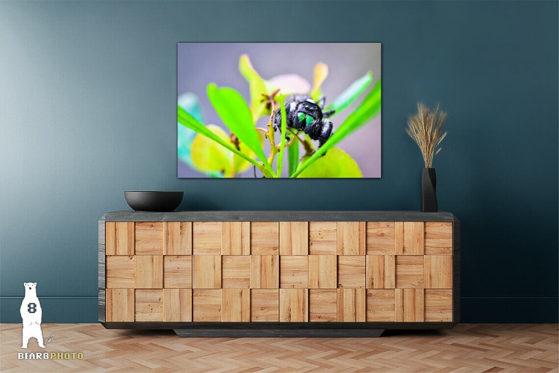 Daring Jumping Spider – Fine Art Macro Photography Prints – by Bear8Photo