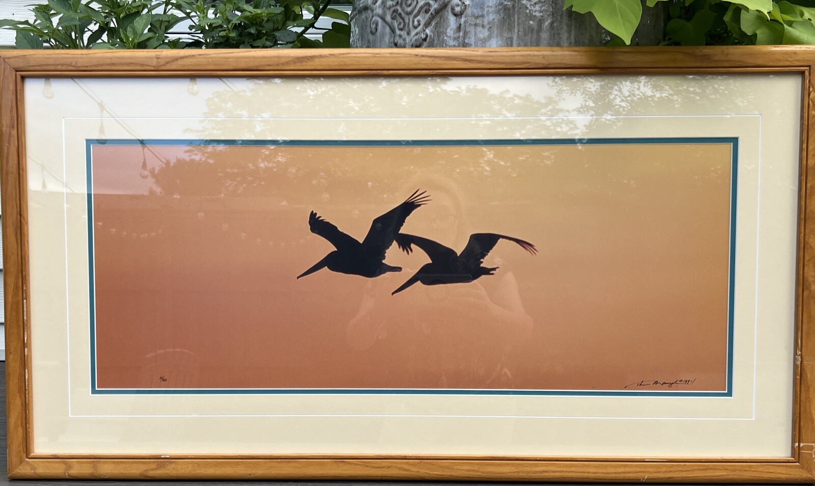 Thomas Mangelsen Signed Art Photo Ltd Pelicans Birds Wings At Dusk Numbered MCM