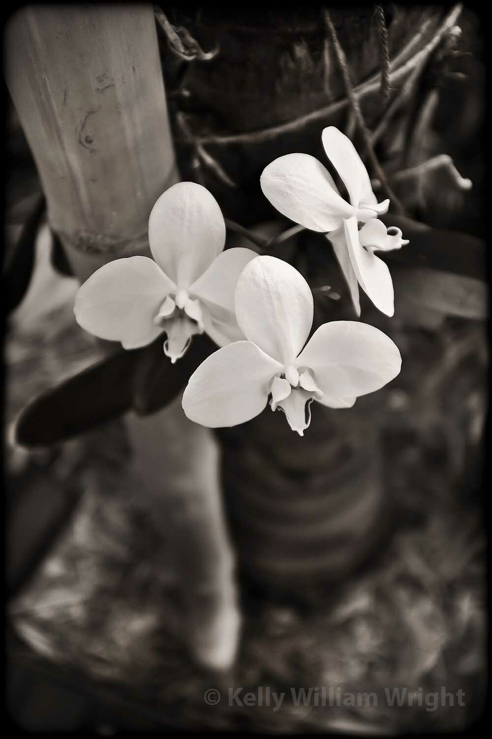 KELLY WILLIAM WRIGHT Original Zen Garden ORCHID White Flower Nature Photo Art