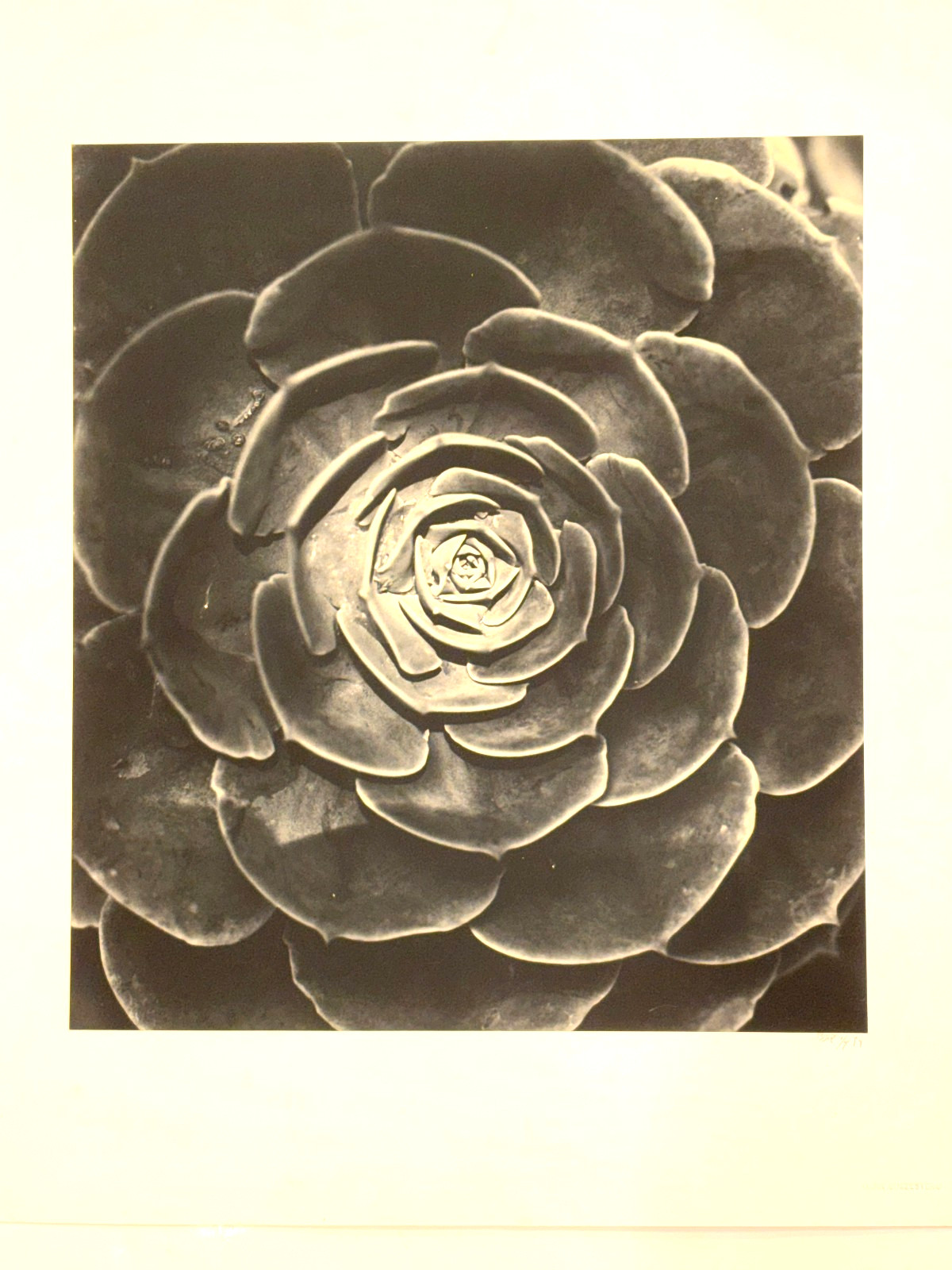 Large Close-Up 24″ x 20″ B & W Photograph of a Rose -1994-Mark Bugzester