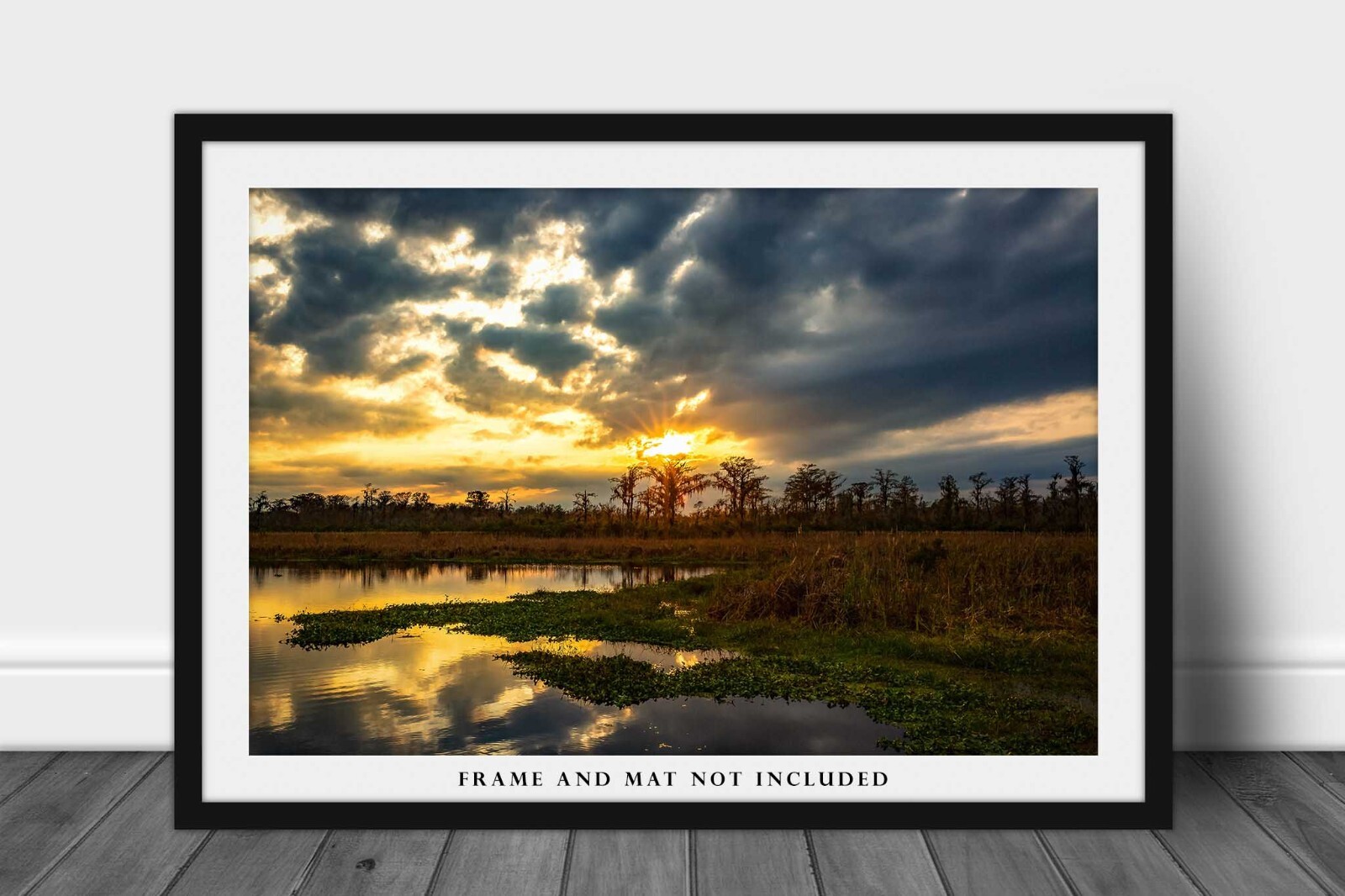 Swamp Photography Print – Golden Sunset Over Bayou in Louisiana