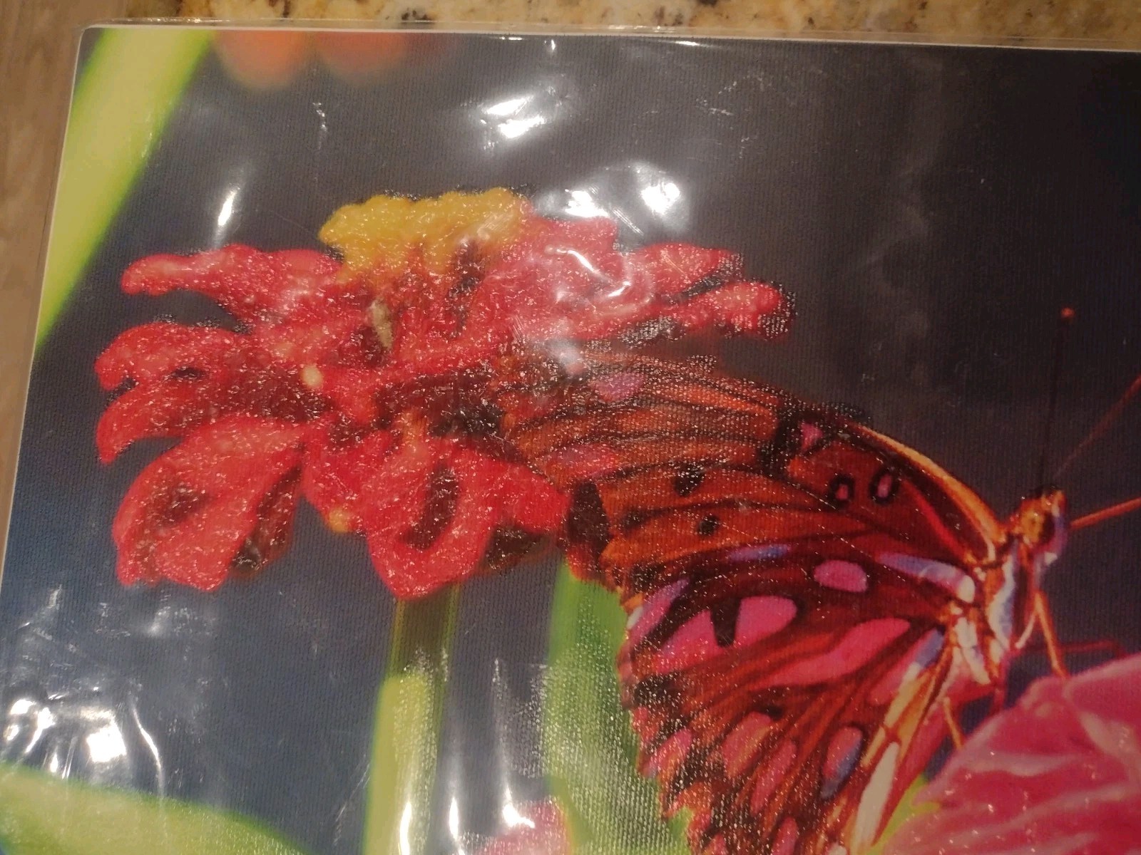 Butterfly Flowers Photography Nature Original Fine Art Photograph New
