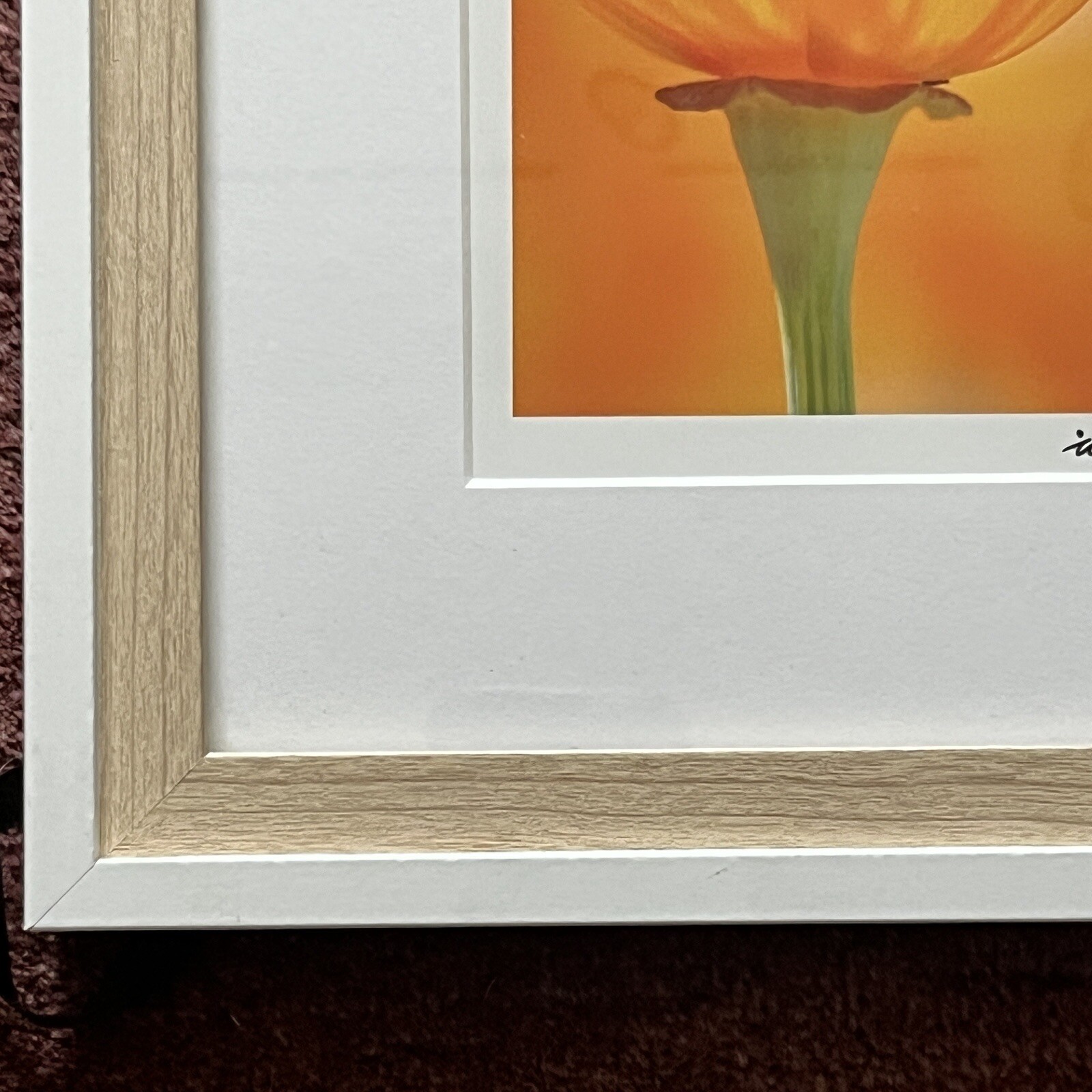 California Poppy Flower Art Photograph Signed & Framed