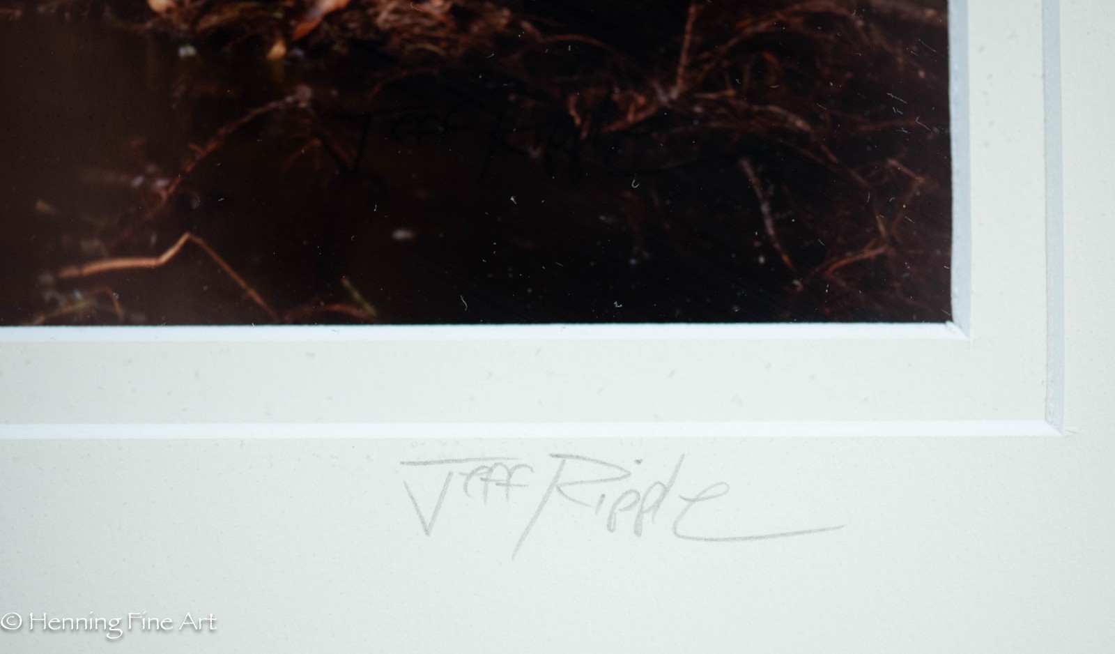 Jeff Ripple Signed Photograph of Misty Florida Cypress Tree Landscape 22×32″