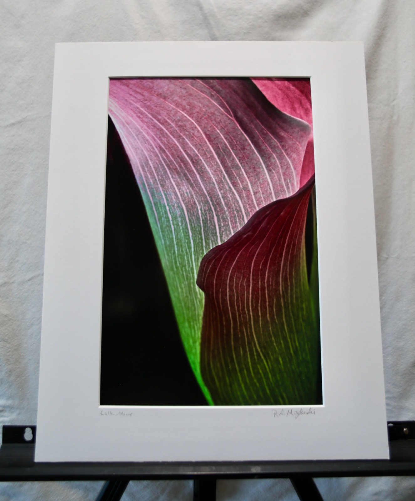 Original Photography Art Print “Calla, Mauve”