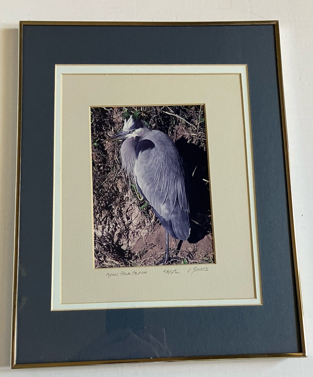 Framed And Matted Photograph Great Blue Heron Signed 14 X 11 Inches