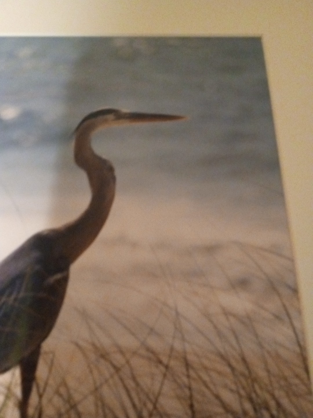 BLUE HERON Art Print Photography Signed Erica Boerma