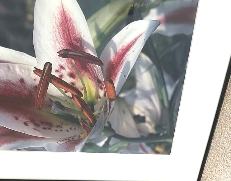 Art Photo 18×24″ William Moriarity Oriental Lily FRAMED matted signed Glass NICE